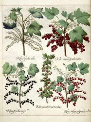 Plantas de grosella roja y negra, de 