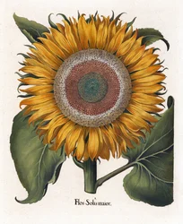 El girasol común, Flos Solis Maior