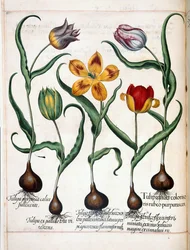 Tulipán, de 