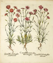 Variedades de Caryophyllus Sylvestris publicado en Hortus Eystettensis, 1613