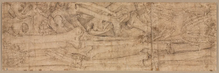Huesos del brazo, principios de 1540s