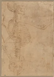 Esqueleto de medio cuerpo en perfil