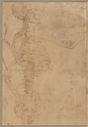 Esqueleto de medio cuerpo en perfil, principios de 1540