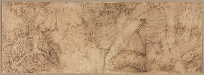 Torsos con cajas torácicas
