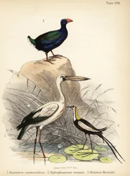 Picotenaza asiático, jacana colilarga y takahē, 1855