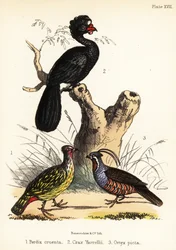 Faisán de sangre, paují y codorniz de montaña. 1855 (litografía)