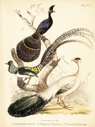 Faisán orejudo azul, faisán pavón de Palawan y Lady Amherst. 1855