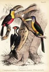 Tucán de pico verde, aracari de cresta rizada y pato de marfil 1855 (litografía)