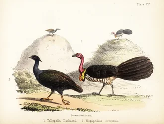 Gweela y ave de matorral de patas anaranjadas. 1855 (litografía)