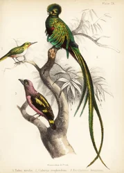 Piquero de Jamaica, quetzal resurgente y broadbill anillado. 1855 (litografía)