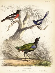 Petirrojo del Pacífico, reyezuelo de alas blancas y pitta arco iris. 1855 (litografía)