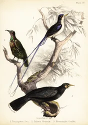 Martín pescador del paraíso, pájaro rifeño de Victoria y huia extinta. 1855 (litografía)