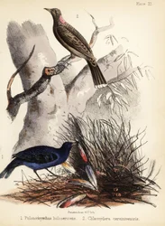 Pájaros de raso y de pecho leonado. 1855 (litografía)