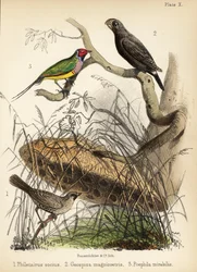 Tejedor sociable, gran pinzón de tierra y pinzón de Gould. 1855 (litografía)