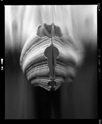 Capas orgánicas abstractas