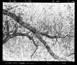 Textura abstracta de árbol