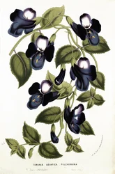 Torenia Asiatica pulcherrima, de 