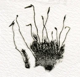 Musgo en brote, 2014