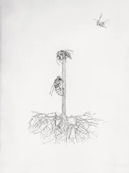 Wasp Tree, 2021 (punta seca y lápiz sobre papel)