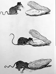 La rata y la ostra (grabado, siglo XX)
