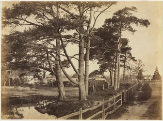 Pinos escoceses, Hawkhurst, 1853
