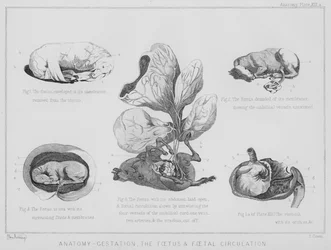 Anatomía, gestación, el feto y la circulación fetal