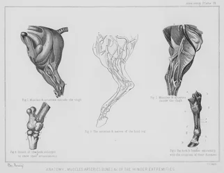 Anatomía, músculos, arterias, huesos, etc. de las extremidades traseras