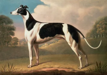 Galgo, 1800