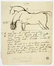 Boceto de caballo con anotaciones