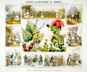 Cochinilla e insectos de laca, c1850