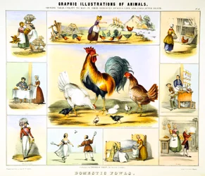 Aves domésticas, c. 1850