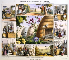 La abeja, c. 1850