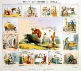 La vaca