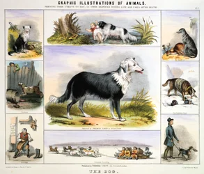 El perro, c. 1850