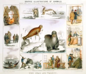 La foca y la morsa