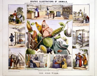 El gusano de seda, c1850