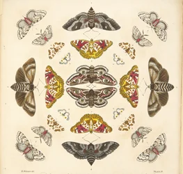 (detalle) de Placa IV, de Una Rara Representación de Mariposas y Polillas, pub. 1764