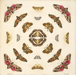 (detalle) de Placa VIII, de Una Rara Representación de Mariposas y Polillas, pub. 1764