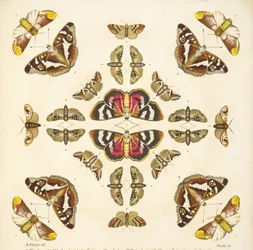 (detalle) de Placa VI, de Una Rara Representación de Mariposas y Polillas, pub. 1764