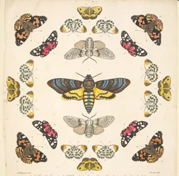 Detalle de la Placa XII, de Una rara representación de mariposas y polillas, pub. 1764 (grabado coloreado a mano)