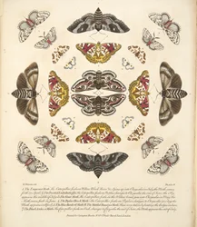 Placa IV, de Una Rara Representación de Mariposas y Polillas, pub. 1764