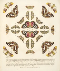 Placa VI, de Una Rara Representación de Mariposas y Polillas, pub. 1764