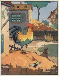 Gallo y gallinas en un corral