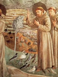 Historias de la vida de San Francisco, predicando a los pájaros (1452), Ciclo de frescos por Benozzo Gozzoli (1421-1497), tribuna absidal, Iglesia de San Francisco, Montefalco, Umbría, Italia