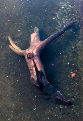 Trozo de madera en forma de crucifijo en el río Garona, Toulouse, Alto Garona (foto)