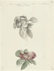Hoja de estudio con una rosa