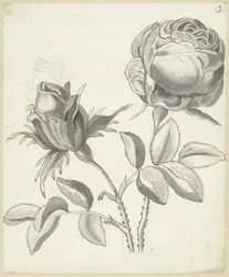 Dos rosas