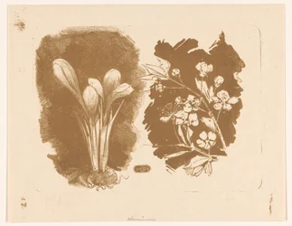 Azafranes y una rama con flor