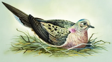 Paloma de luto (gouache sobre papel)