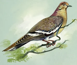 Paloma de alas blancas (gouache sobre papel)